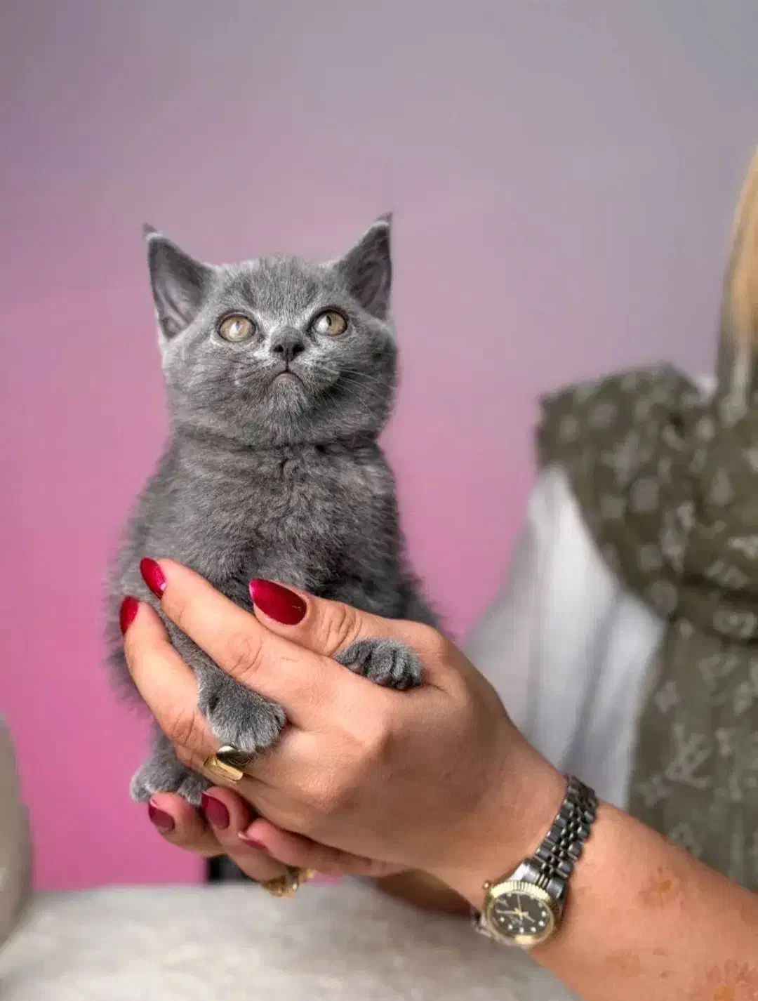 بریتیش و اسکاتیش های( اصیل و استثنایی )|گربه|تبریز, |دیوار