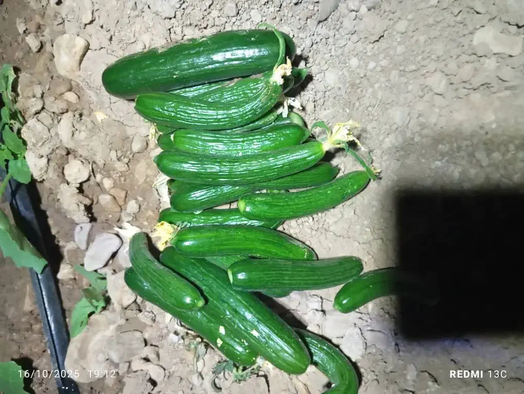 خیارشور|عمده‌فروشی|باشت, |دیوار