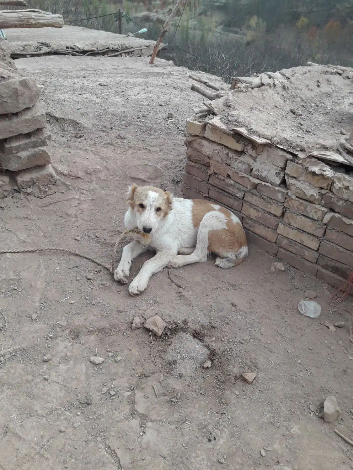 توله‌ماده‌۴ماه|سگ|رادکان, |دیوار