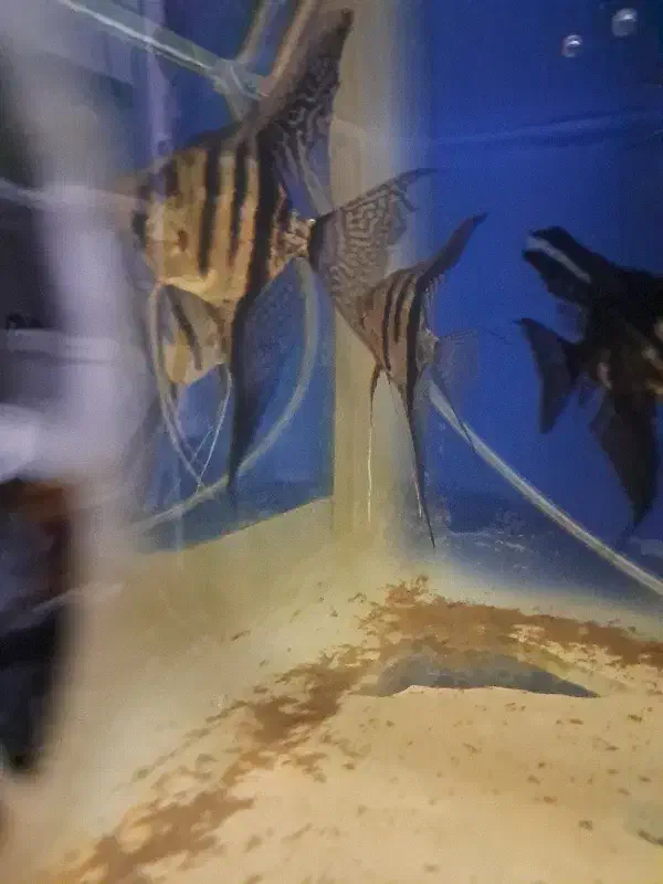 فروش آکواریوم و ماهی انجل و حلزون|ماهی|شهرکرد, |دیوار