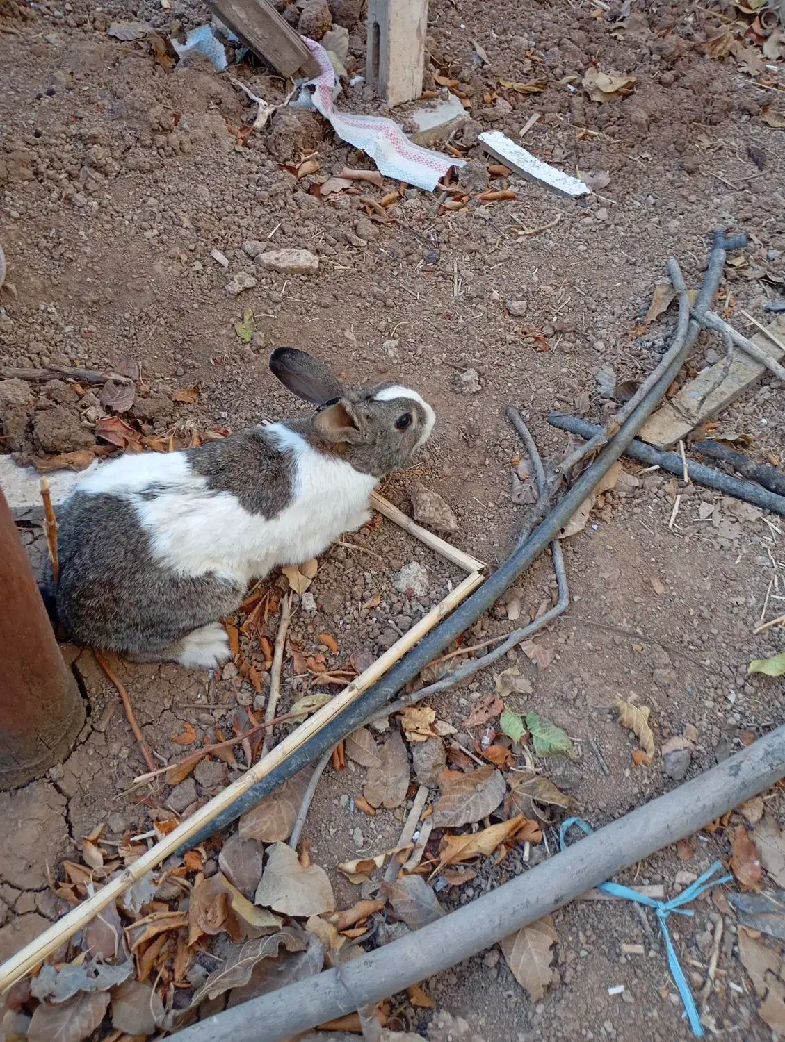 ۳ عدد خرگوش نر|موش و خرگوش|کرمانشاه, |دیوار