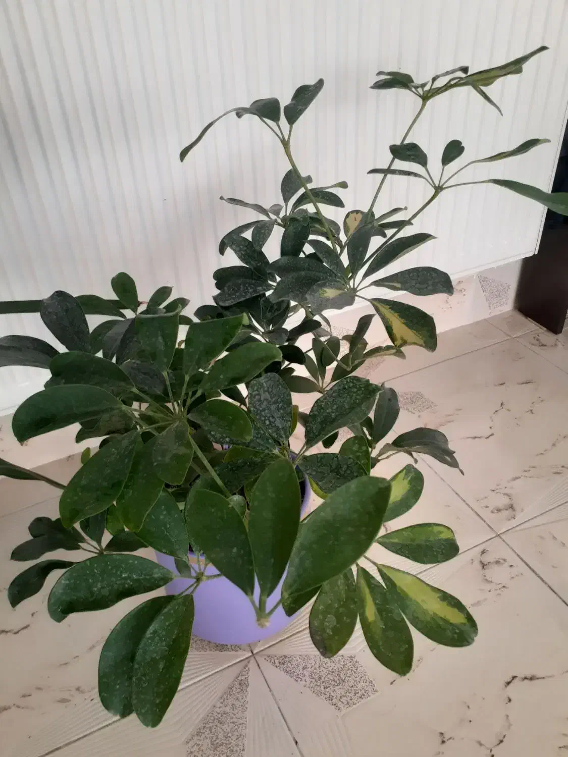 گل طبیعی خانگی|گل و گیاه طبیعی|ارومیه, |دیوار