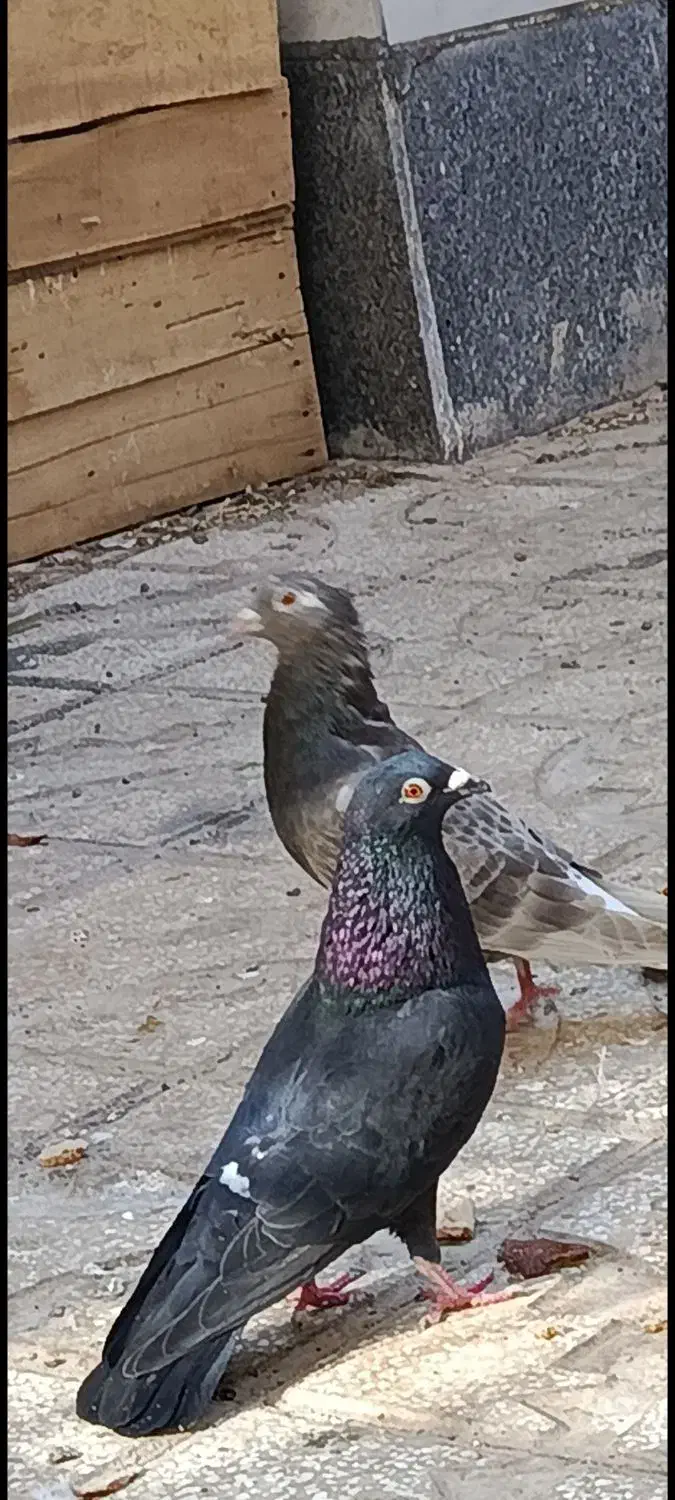 کفترا پرشی جفتگا هستن  فروشی|پرنده|سبزوار, امیر کبیر|دیوار