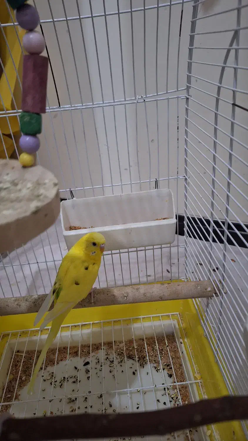 مرغ عشق سالم و سرحال|پرنده|تهران, نازیآباد|دیوار