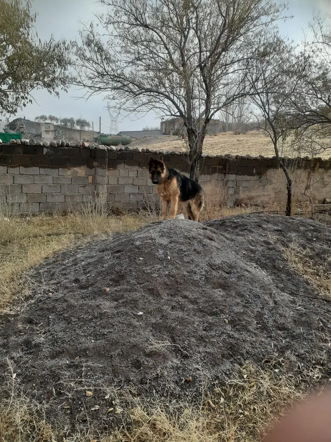 ژرمن شپرد اصل|سگ|تبریز, |دیوار