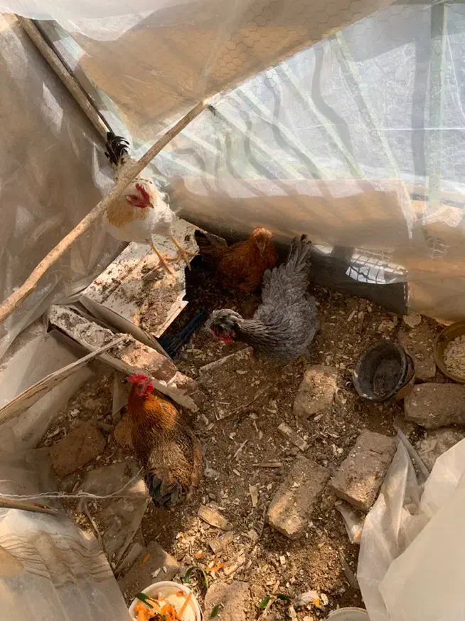 مرغ خروس|حیوانات مزرعه|بانه, |دیوار