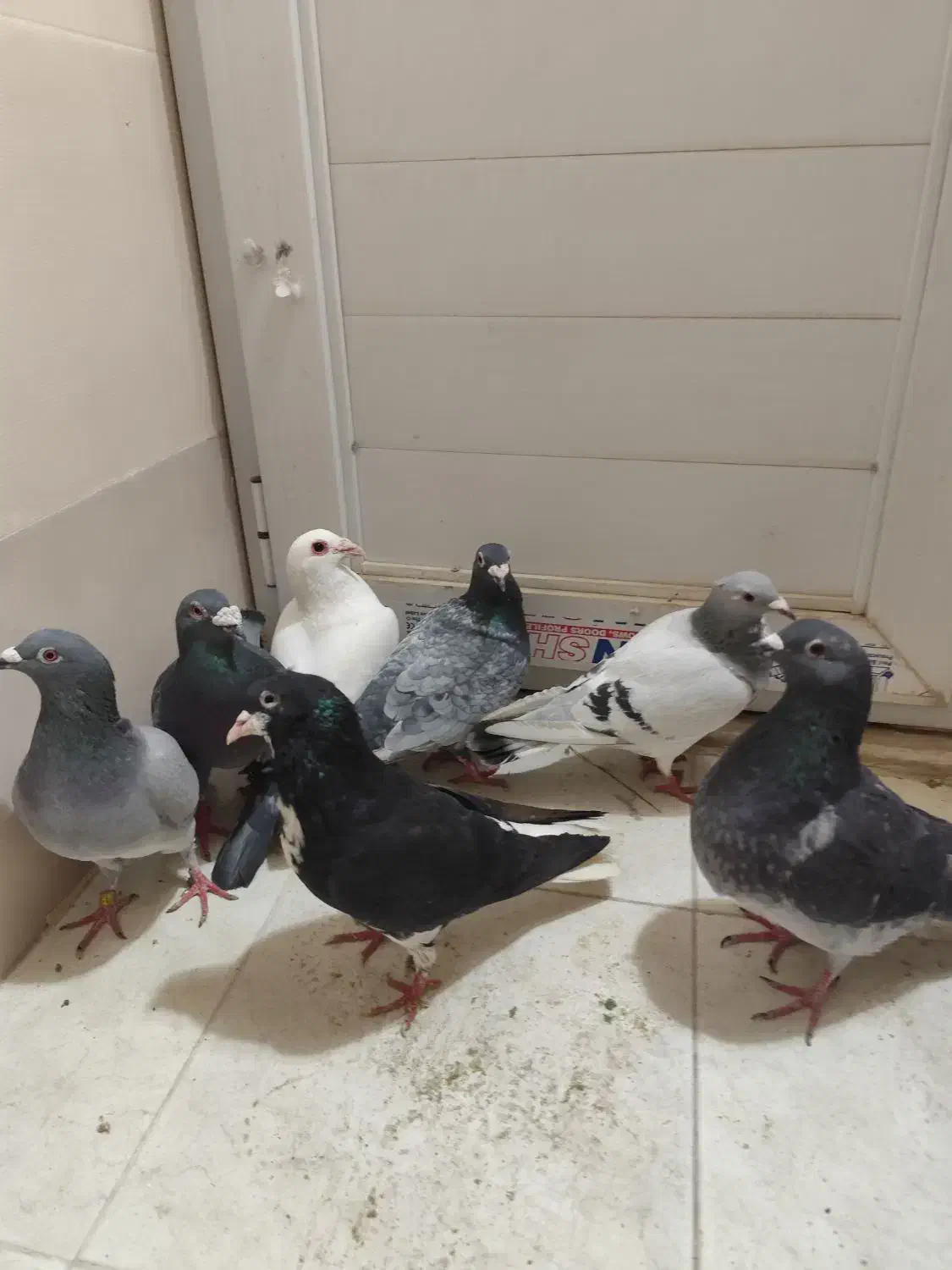 کفتر  دونه ۲۰۰|پرنده|شیراز, کوشک میدان|دیوار