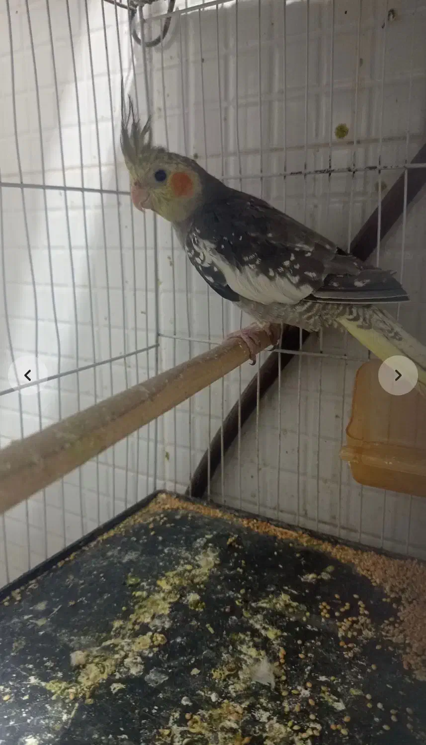 دو عدد عروس هلندی|پرنده|آشخانه, |دیوار