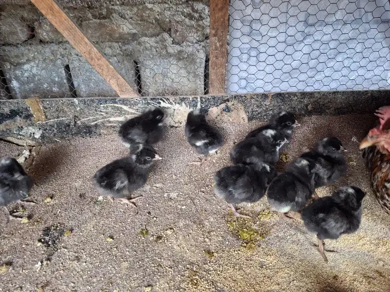 جوجه نژاد آمروک آمریکایی|حیوانات مزرعه|قائم‌شهر, |دیوار