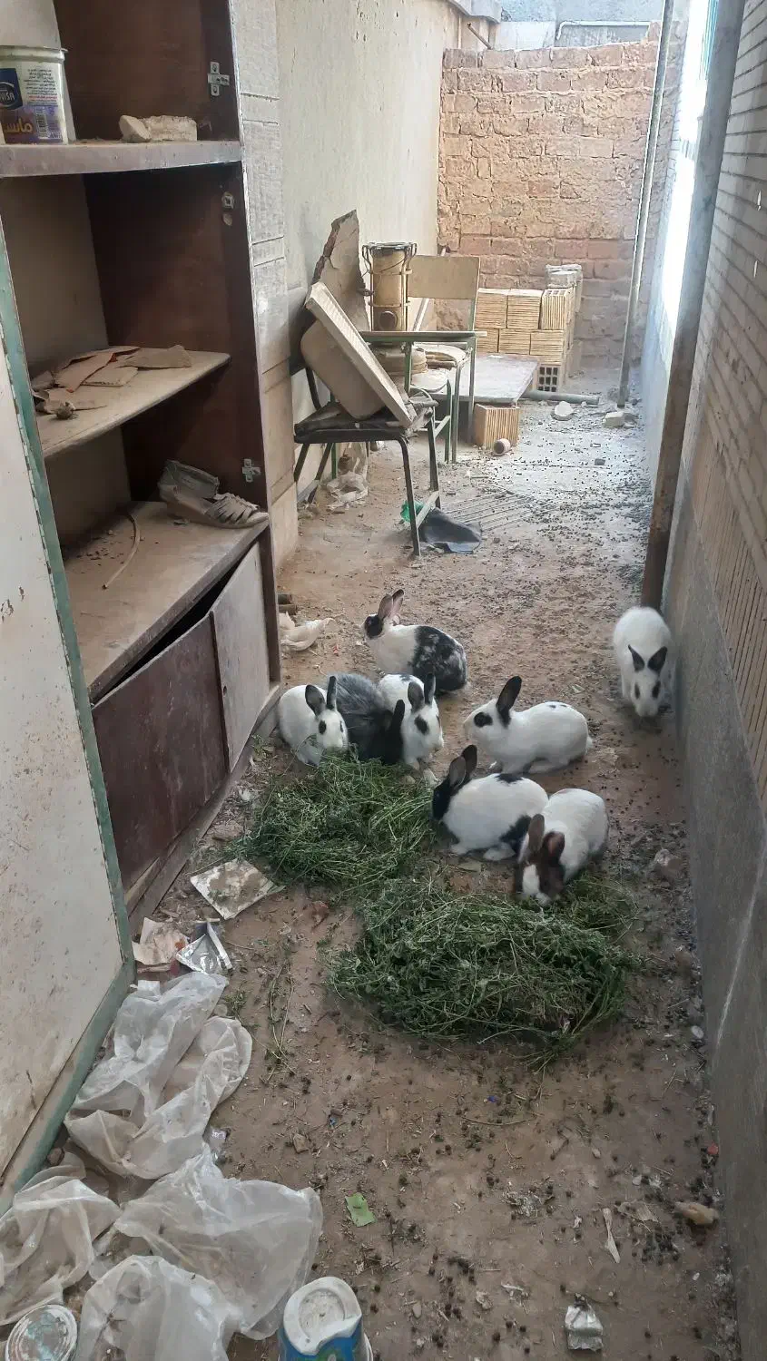 خرگوش ۹تا|موش و خرگوش|شراء, |دیوار