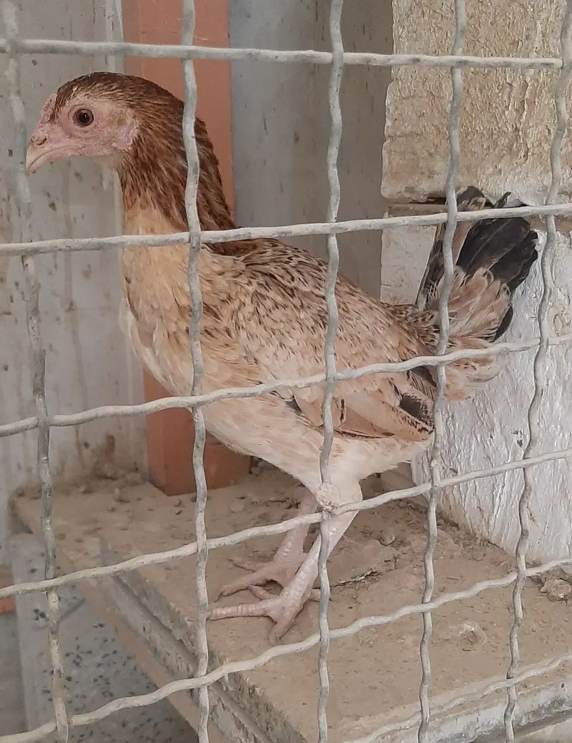 مرغ کوشامو یا لاری مینیاتوری۱۱ماهه|حیوانات مزرعه|ورامین, شهرک مدرس|دیوار