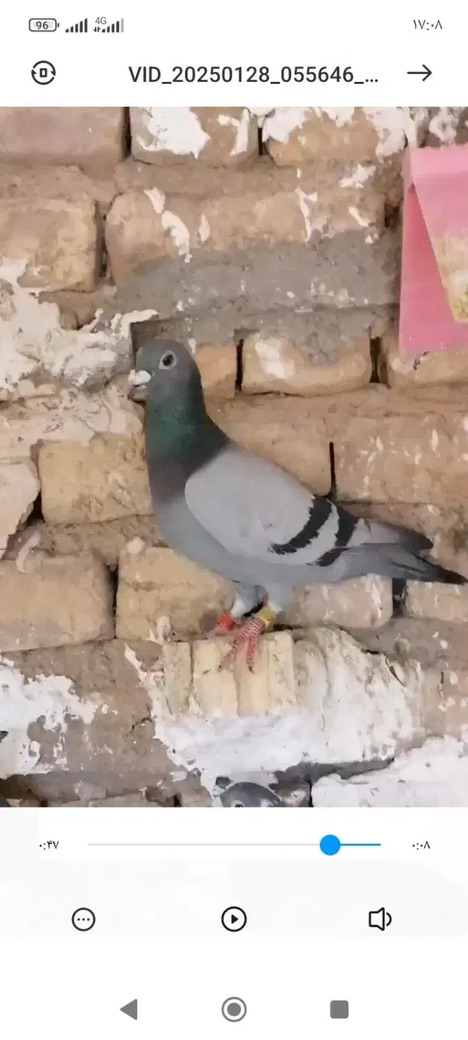 پرنده|حیوانات|چناران, |دیوار