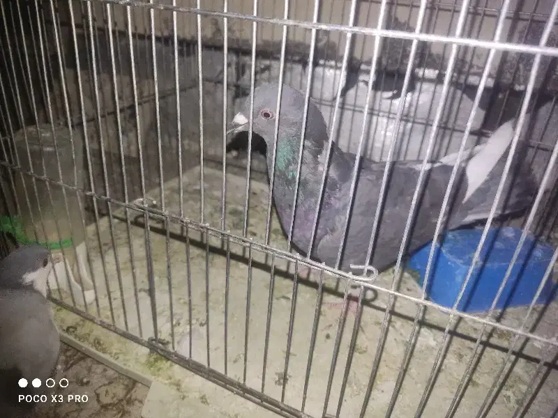 کفتر دمگیر ماده، قزوینی، بدرنگ ،زیل نر|پرنده|فولادشهر, C1|دیوار