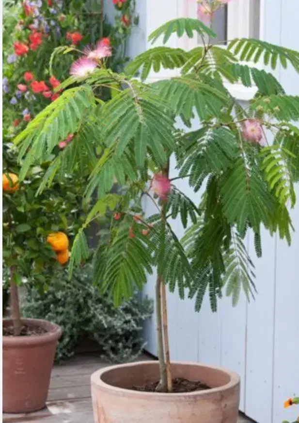 درخت ابریشم ، نهال ابریشم ،گلخانه نهالستان در مشهد|گل و گیاه طبیعی|مشهد, خواجه ربیع|دیوار