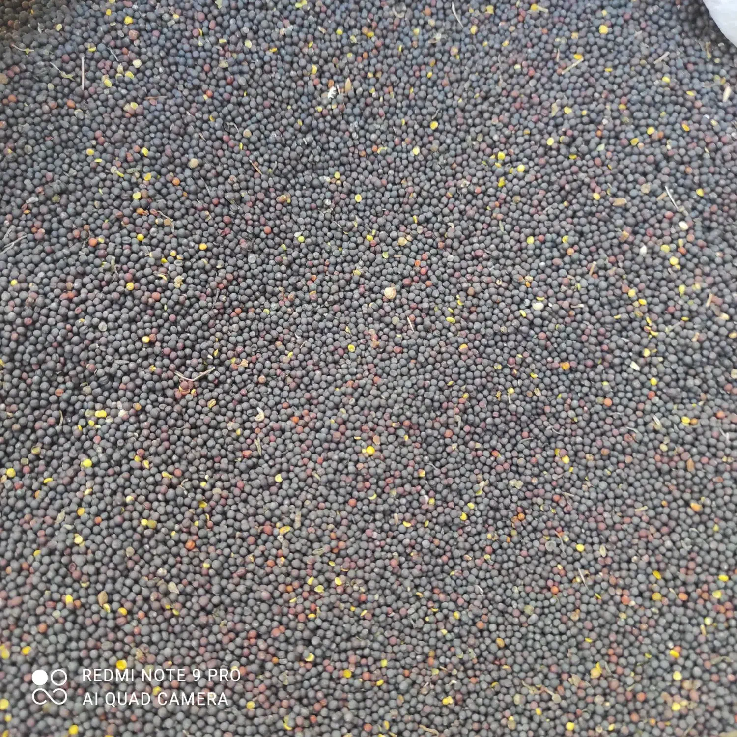 کلزا|خدمات باغبانی و درختکاری|گالیکش, |دیوار