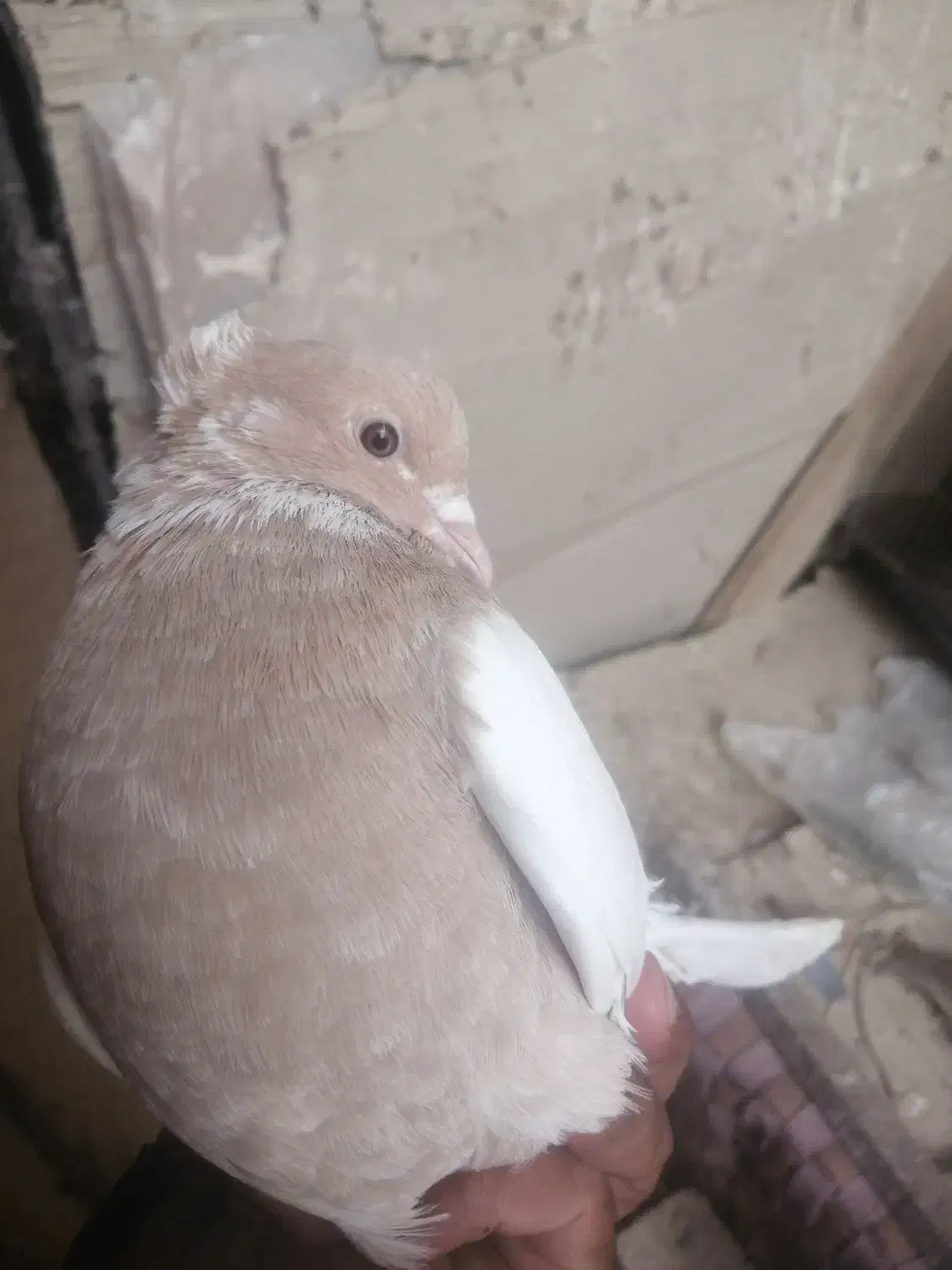 کبوتر کله|پرنده|راور, |دیوار