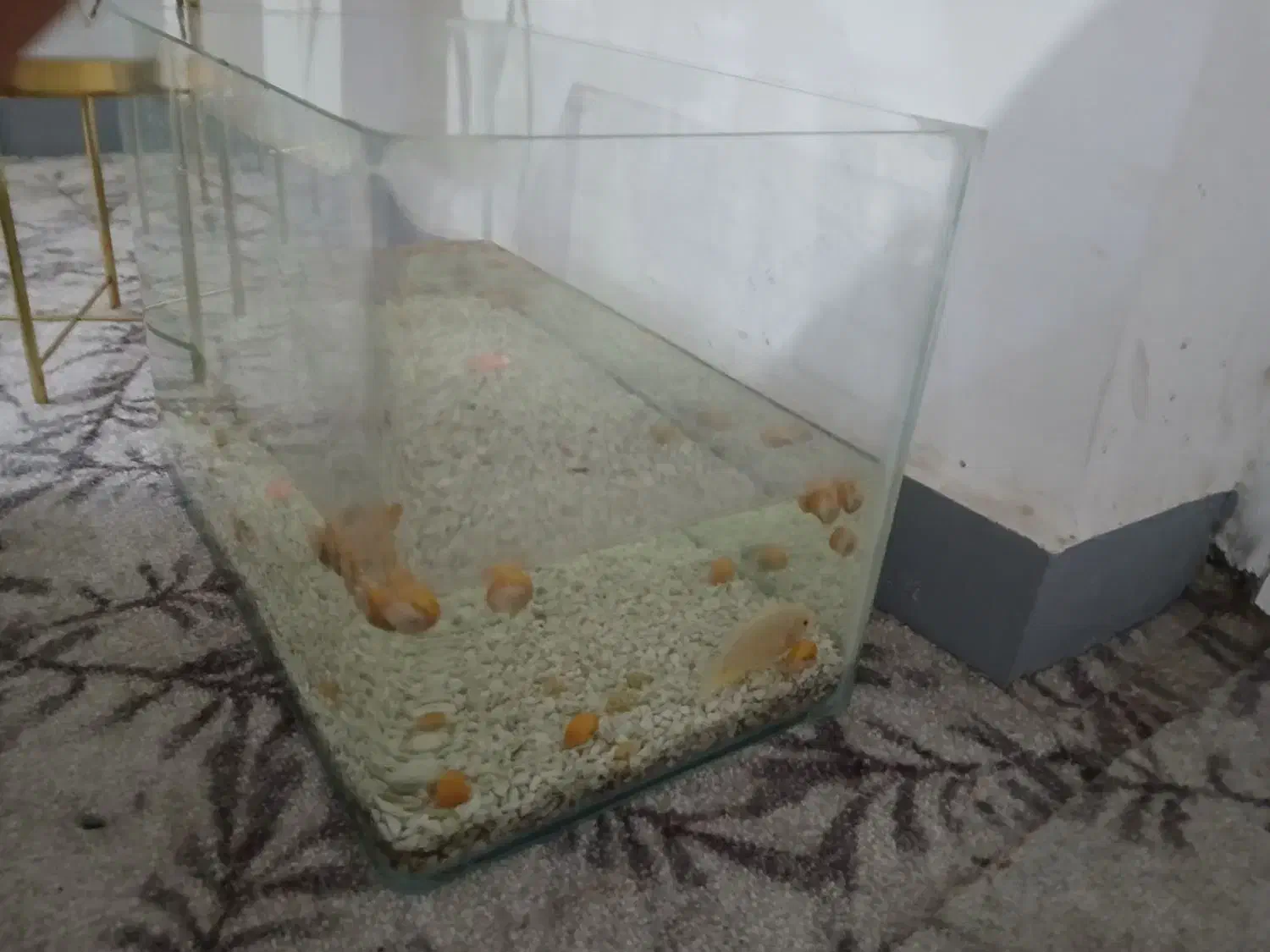 آکواریوم متوسط شیشه خم|ماهی|بندر گناوه, |دیوار