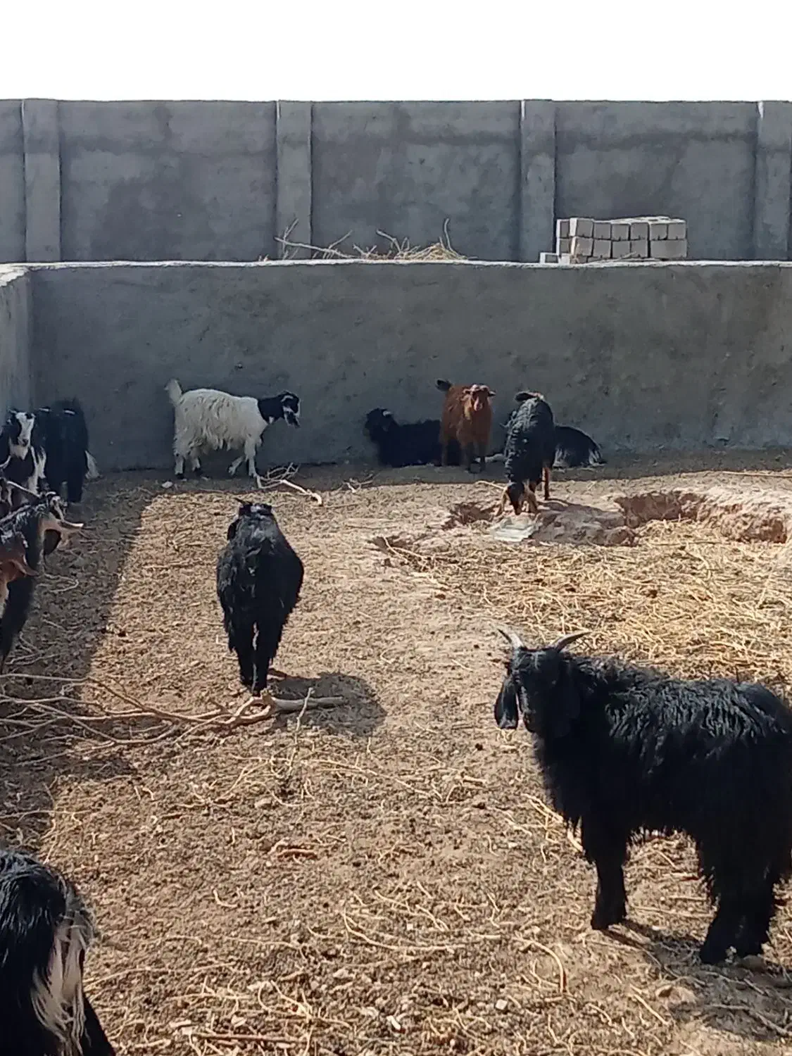 بزغاله|حیوانات مزرعه|گزیک, |دیوار