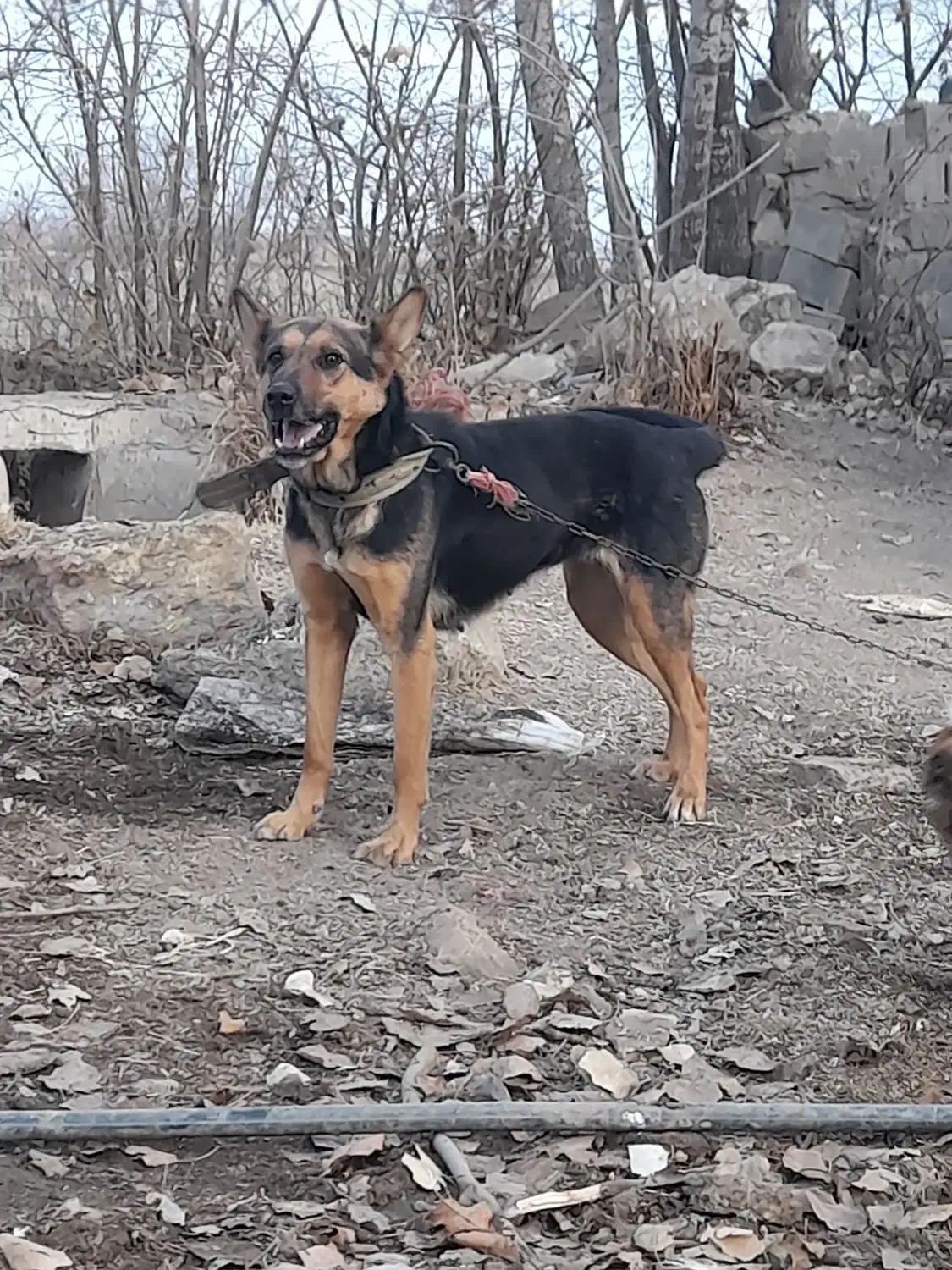 سگ مالینوز|سگ|لالجین, |دیوار