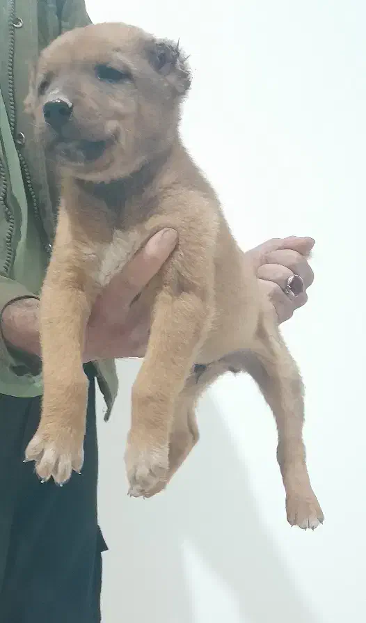 تول نژاد افغان|سگ|کرمان, |دیوار