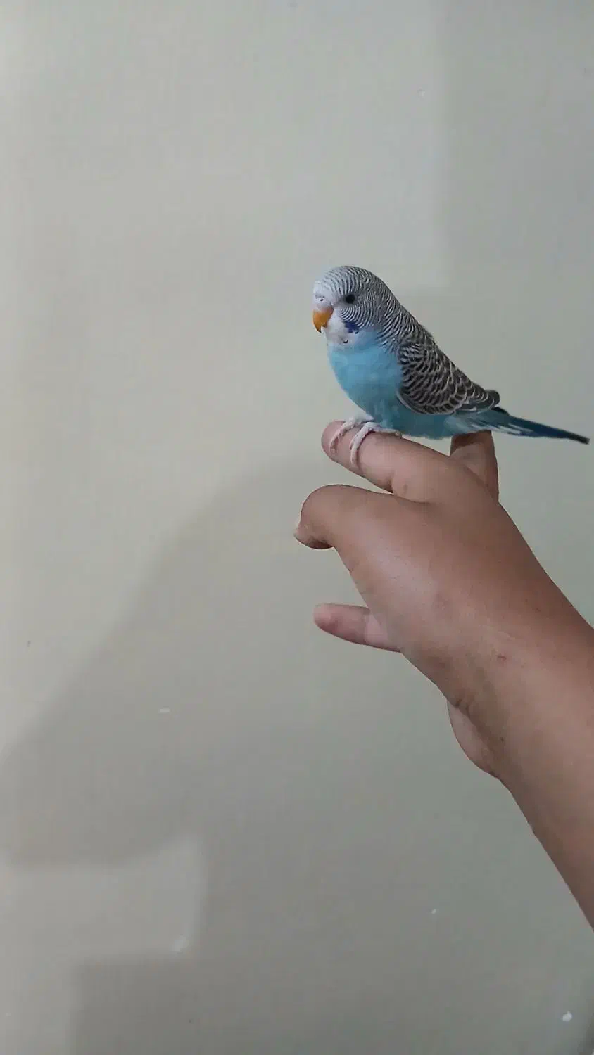 مرغ عشق|پرنده|اهواز, اسلام آباد شرقی|دیوار