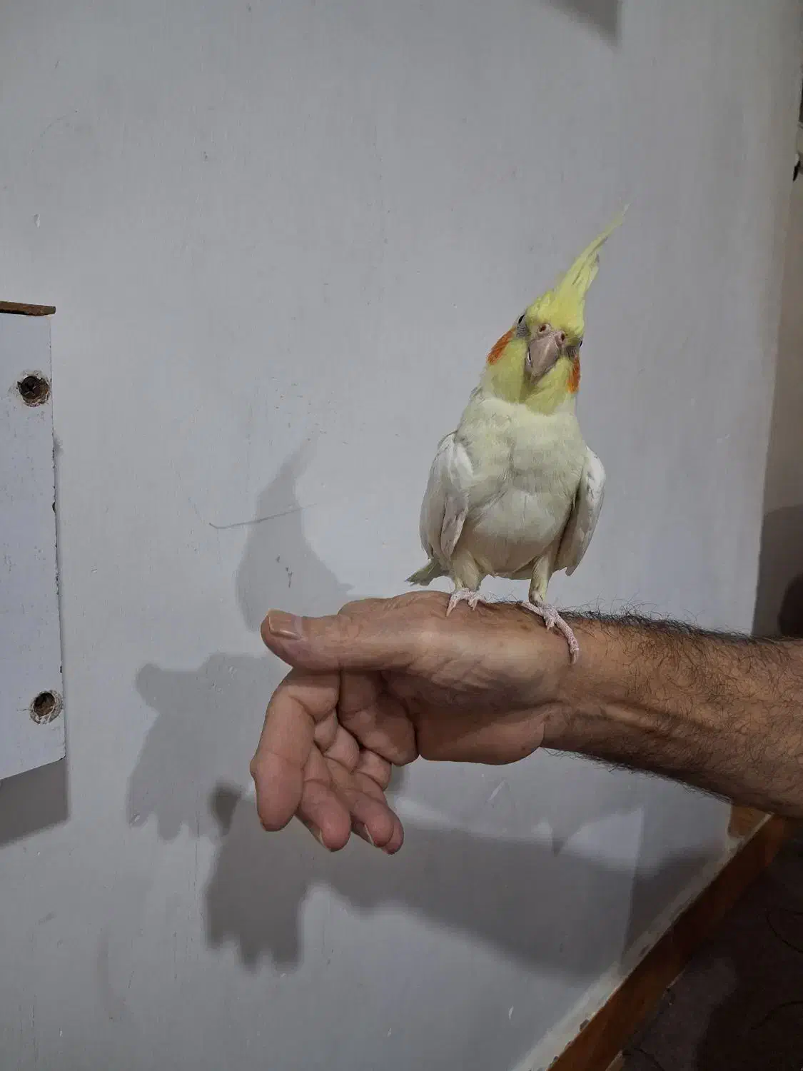 عروس هلندی|پرنده|رشت, پاره بیجار|دیوار