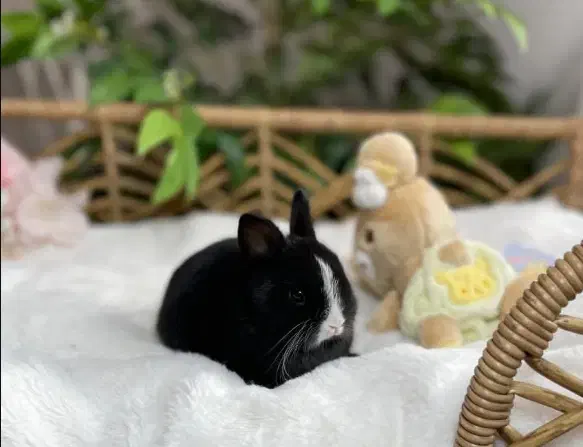 وودی|موش و خرگوش|اصفهان, باغ دریاچه|دیوار