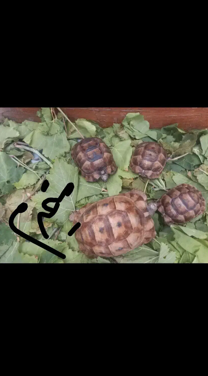 فرز گوگولی|خزنده|زاهدان, |دیوار