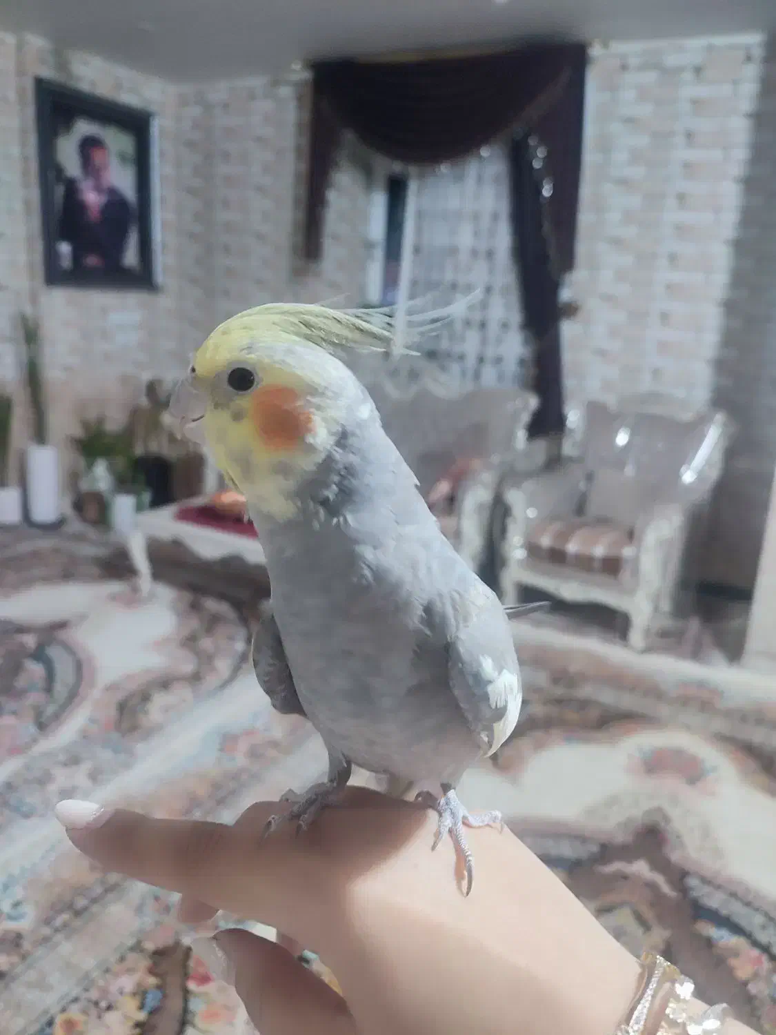 عروس هلندی|پرنده|فارسان, |دیوار