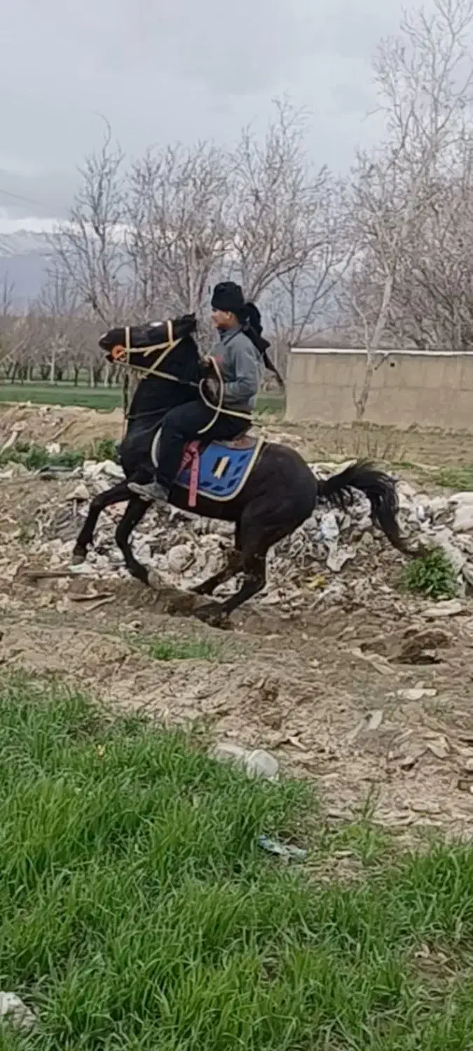 اسب|اسب و تجهیزات اسب‌سواری|نهاوند, |دیوار