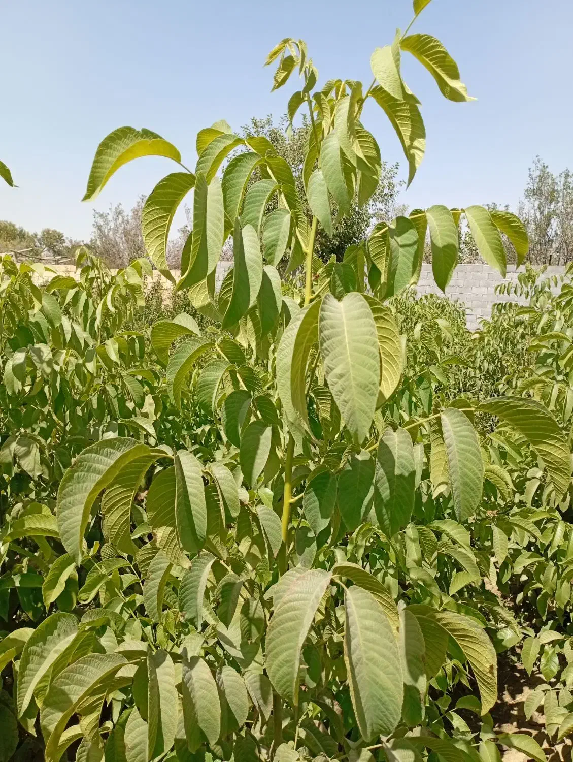 انواع نهال و درختان میوه|خدمات باغبانی و درختکاری|اصفهان, کشاورزی|دیوار