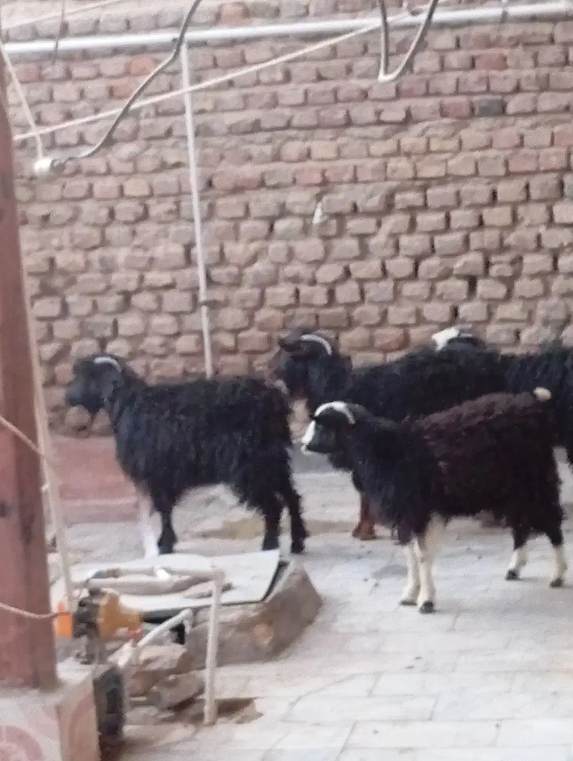 دوتاکهره یک سال چتی ودوتاکهره کله سفید۶ماه|حیوانات مزرعه|زاهدان, |دیوار