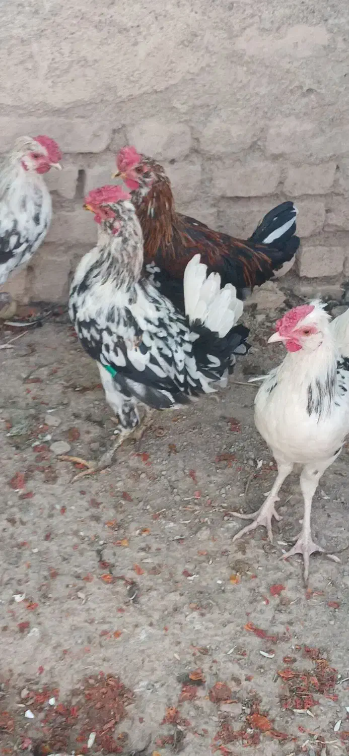 5عدد خروس گلین اصیل|حیوانات مزرعه|گل تپه, |دیوار