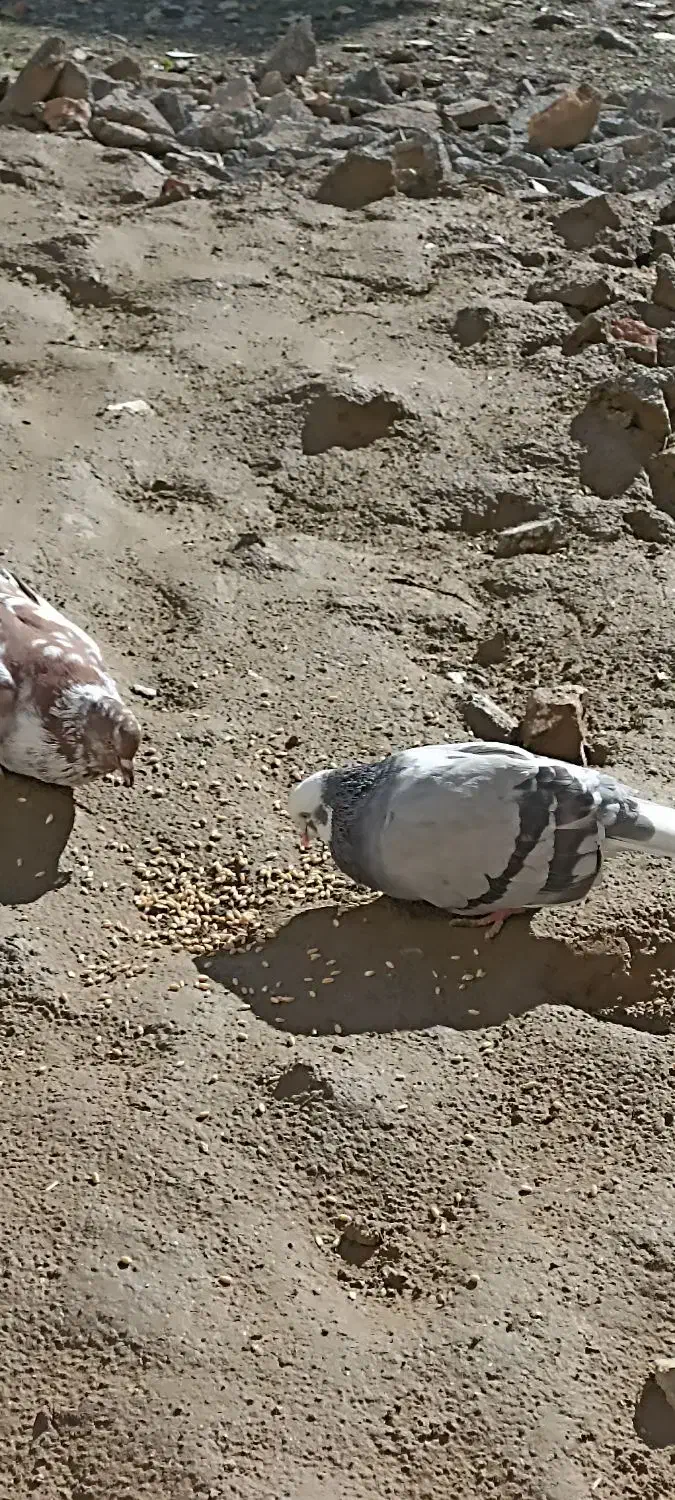 کبوتر سالم است|پرنده|بندر ترکمن, |دیوار