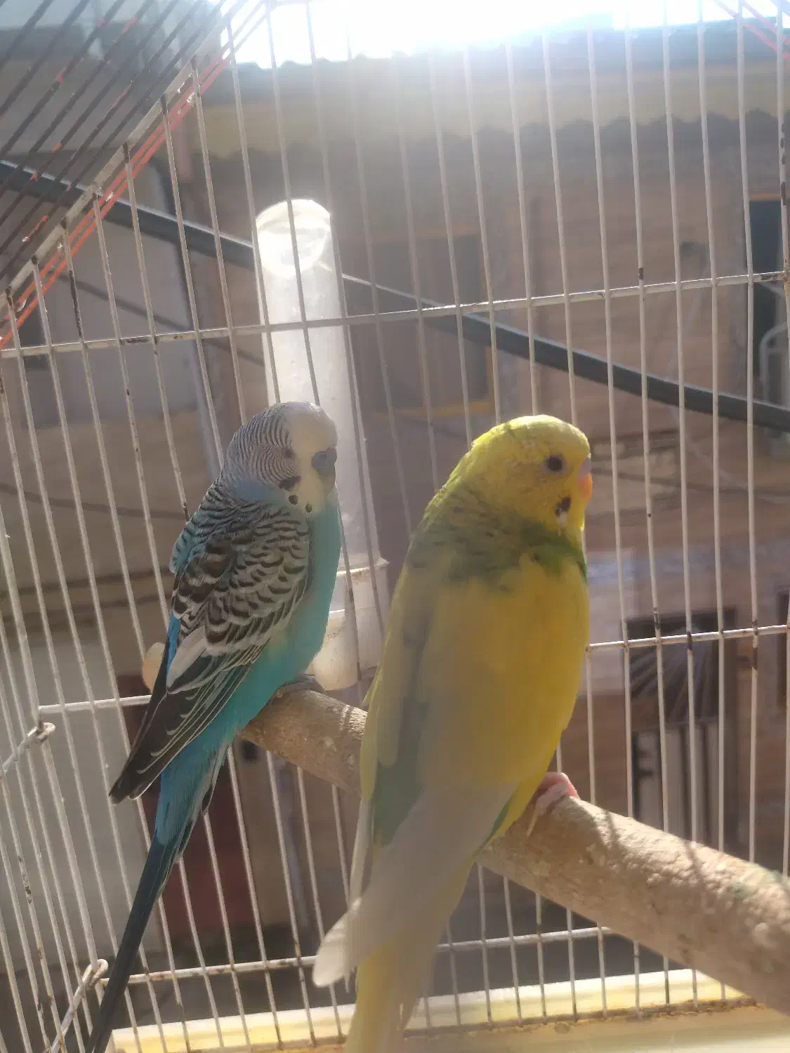 5000000|پرنده|رشت, لاکان شهر|دیوار