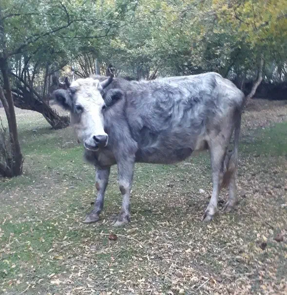 گاو شکم دار|حیوانات مزرعه|رضوانشهر, |دیوار