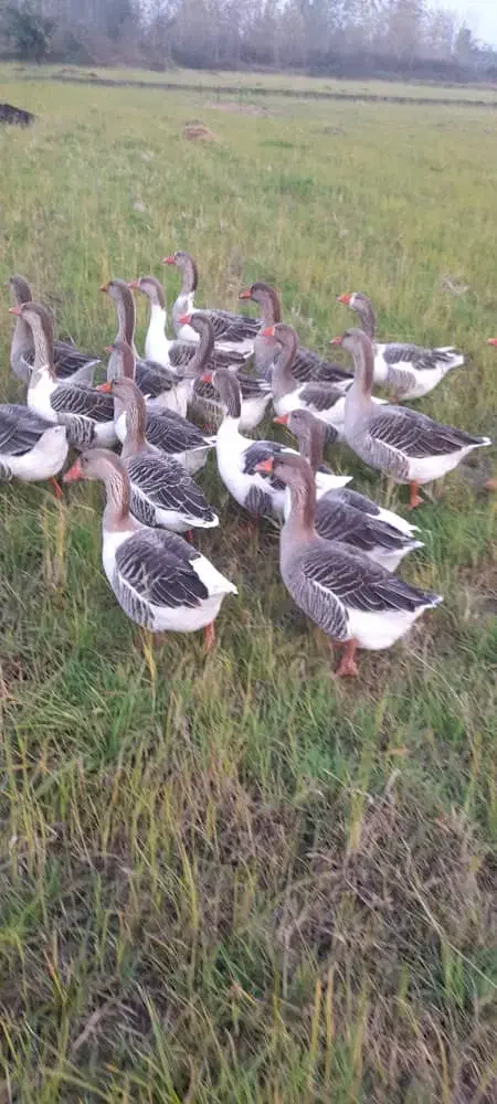 غاز محلی|حیوانات مزرعه|رشت, حومه رشت|دیوار
