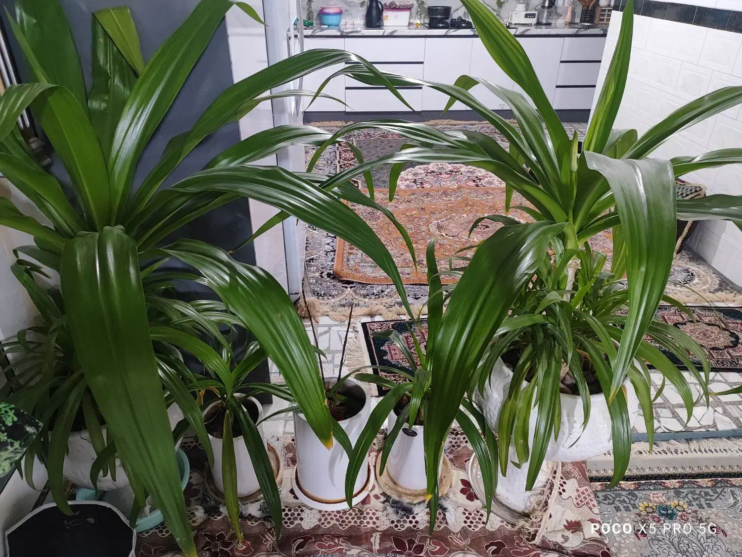 گل های اشک ملکه از کوچک ب بزرگ|گل و گیاه طبیعی|پیر بکران, |دیوار