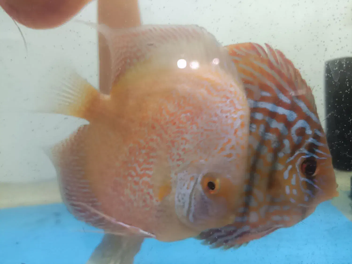 دیسکس|ماهی|تهران, تهران‌ویلا|دیوار