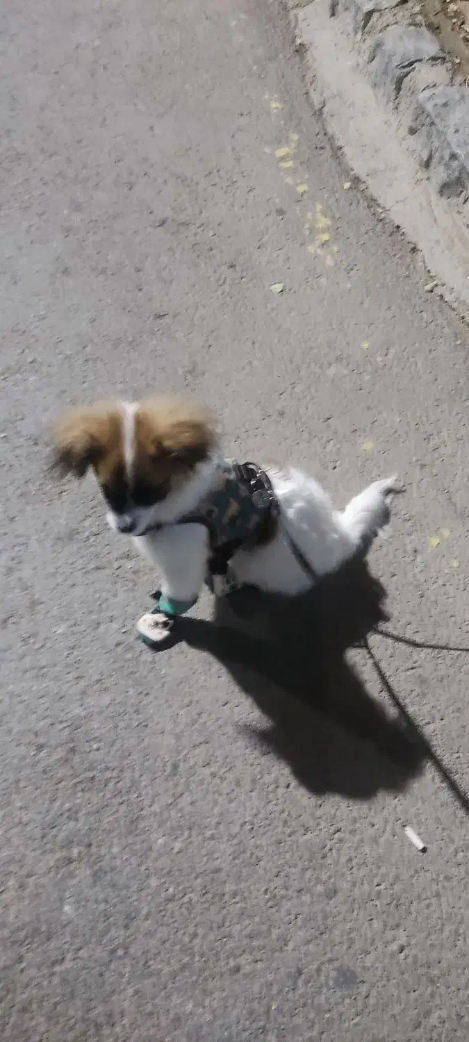 سگ نژاد شیتزو|سگ|اصفهان, کشاورزی|دیوار