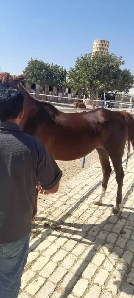 اسب عربی ماده قهوه ای|اسب و تجهیزات اسبسواری|صدرا-فارس, فاز ۱|دیوار