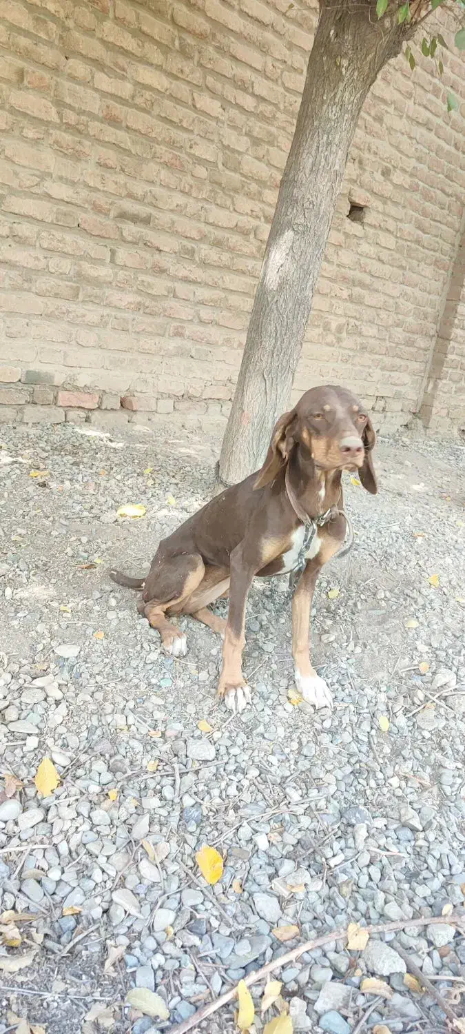 واگذاری یک جفت سگ پوینترشکاری|سگ|صفادشت, |دیوار