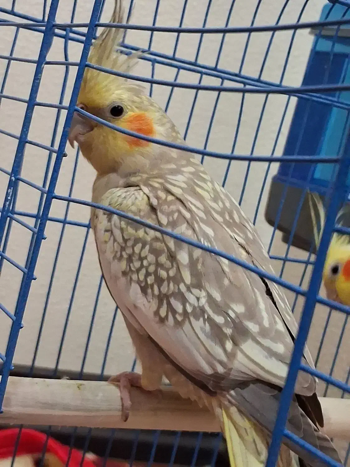 عروس هلندی|پرنده|شاهین‌شهر, عطار|دیوار