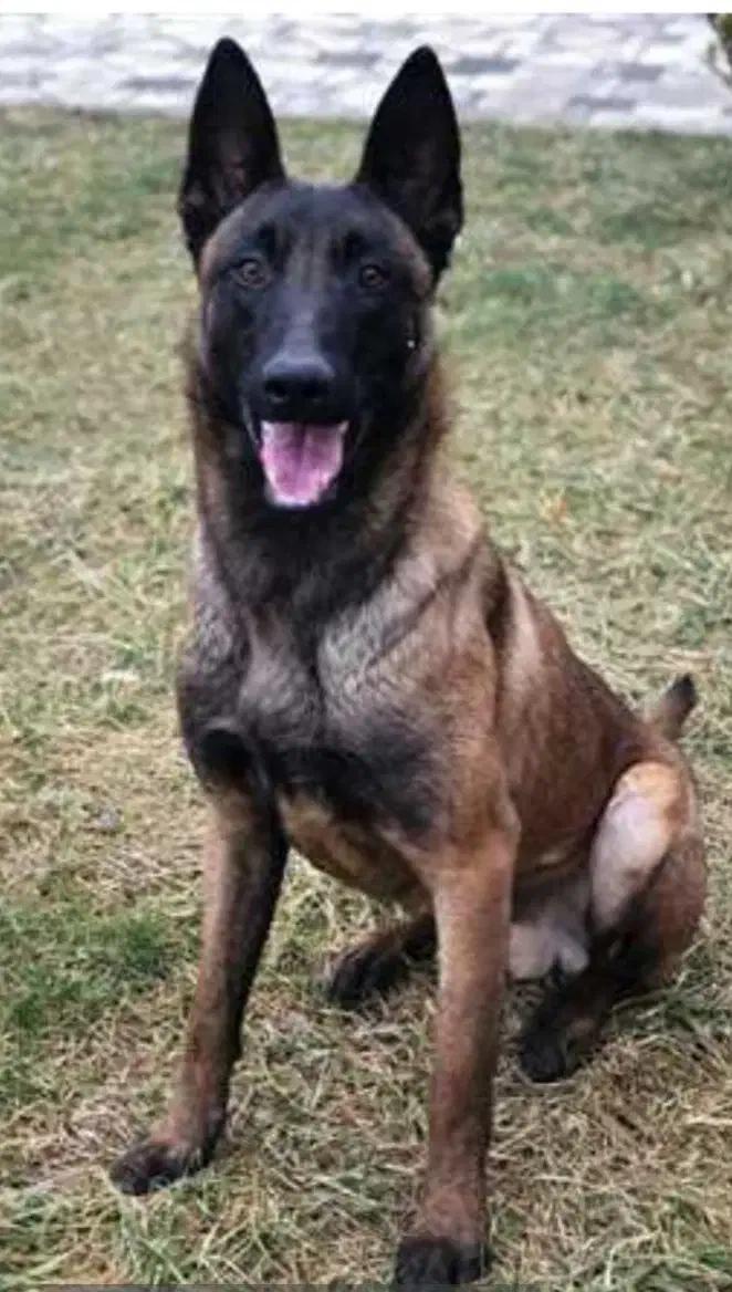 سگ مالینویز نر|سگ|کازرون, |دیوار