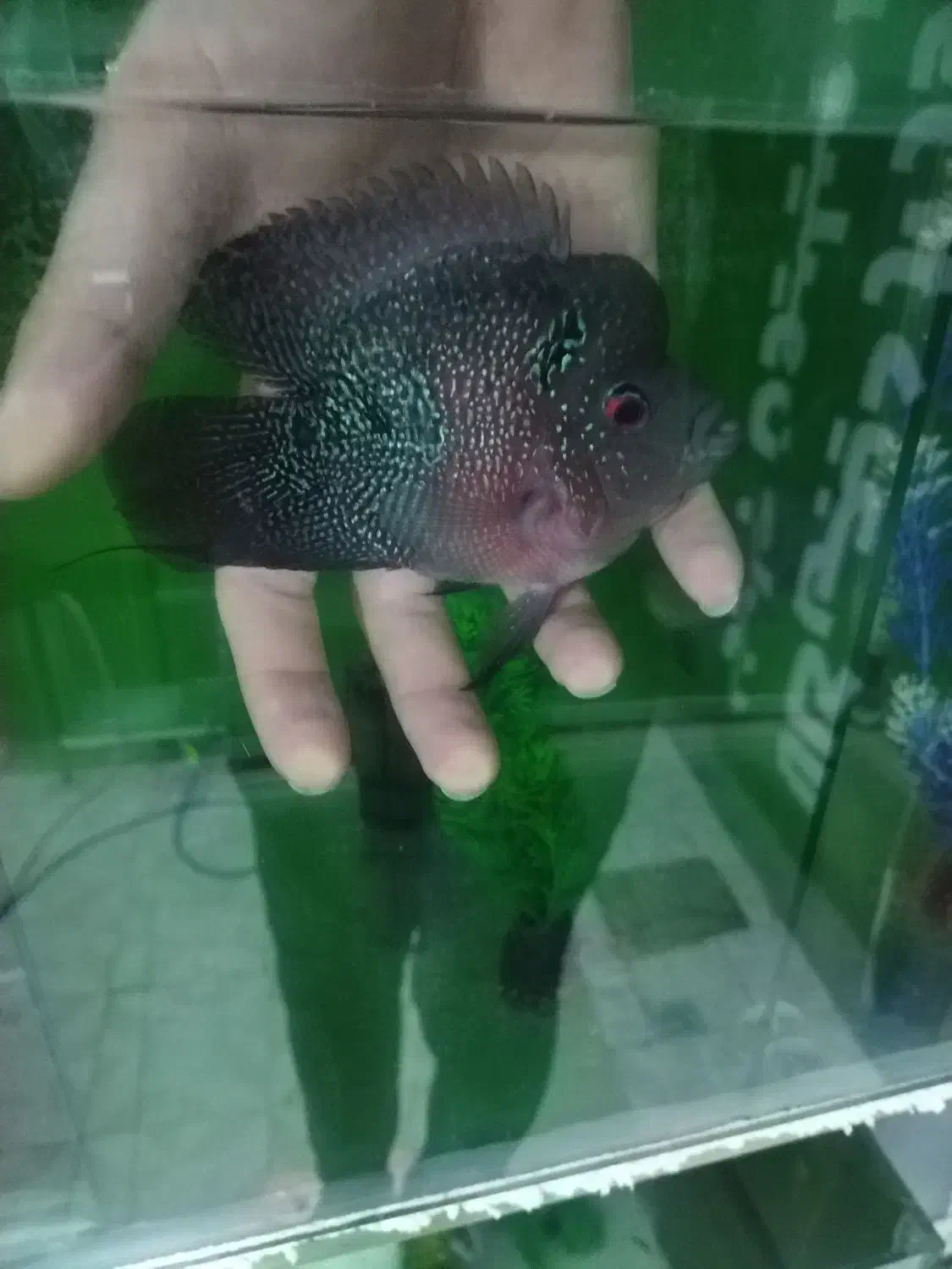 ماهی فلاور باکس نر|ماهی|نیشابور, شهرک جانبازان|دیوار