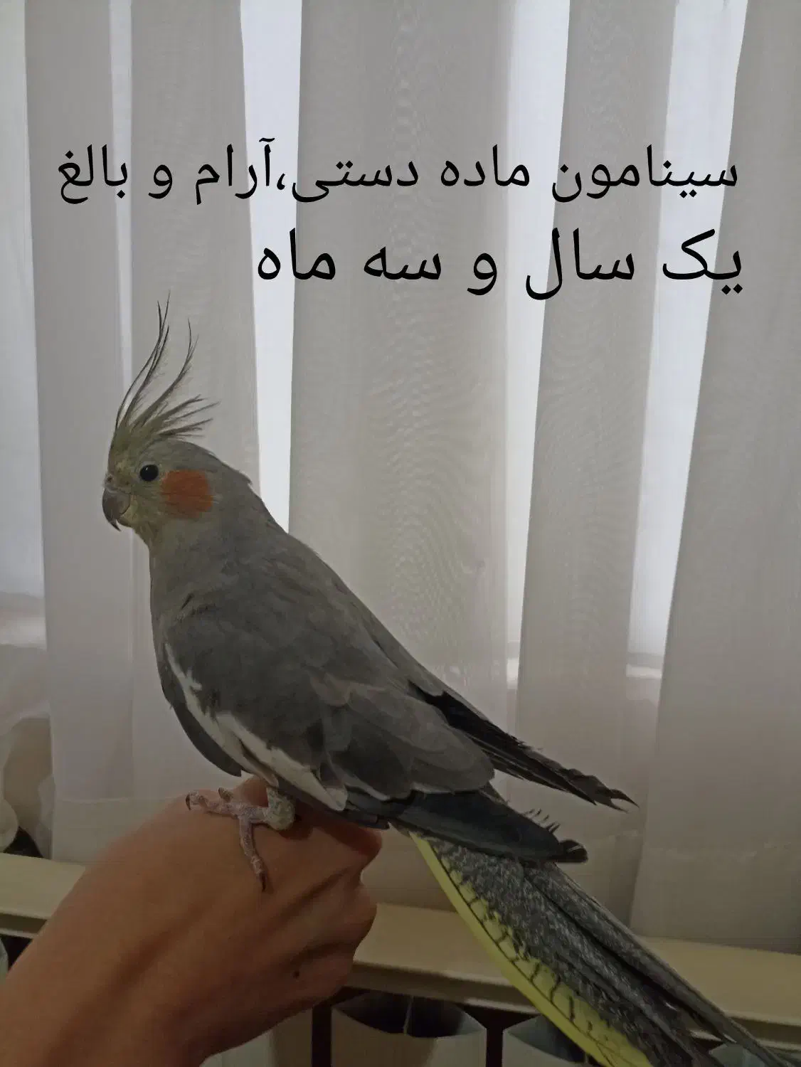 عروس هلندی|پرنده|محمدیه-قزوین, |دیوار