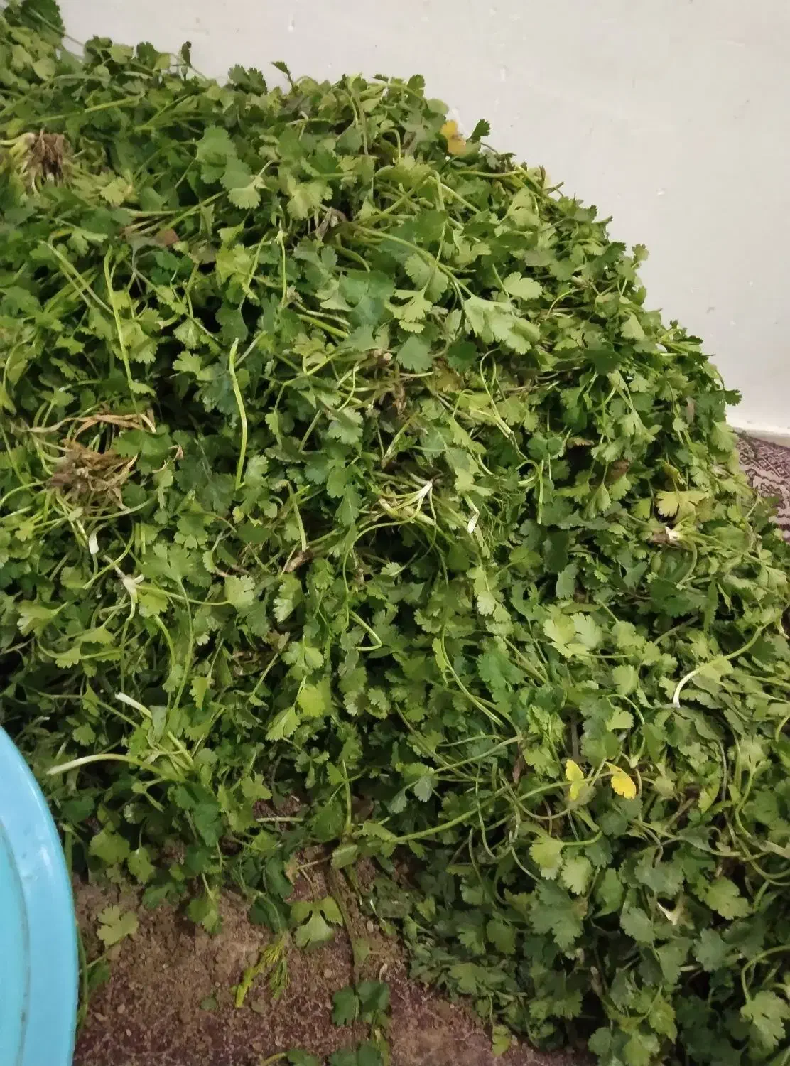 جویای کارم|خدمات نظافت|قوچان, |دیوار