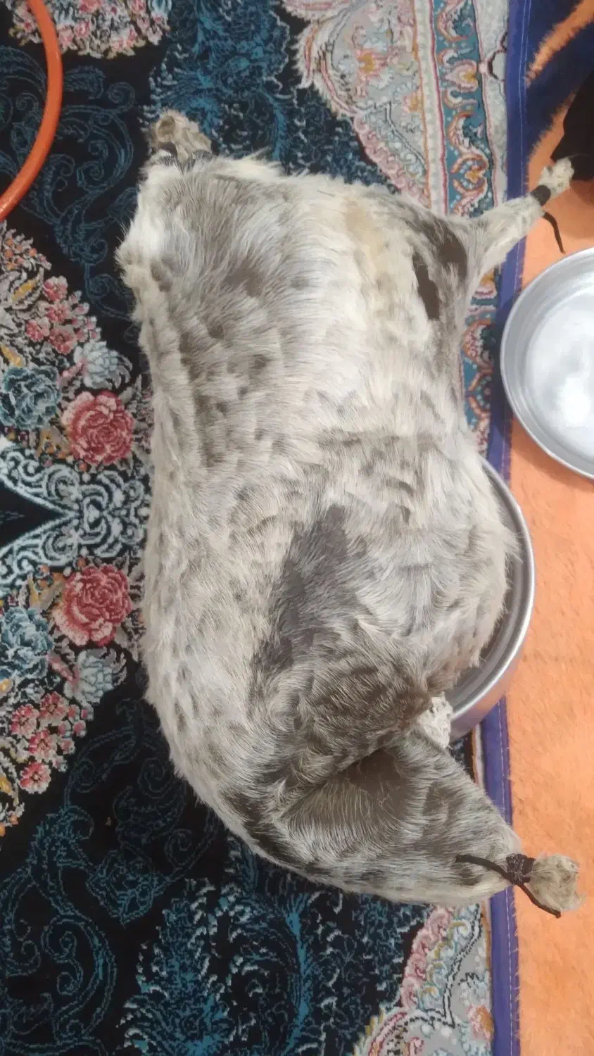 هیزه|صنایع دستی و سایر لوازم تزئینی|بروجرد, |دیوار