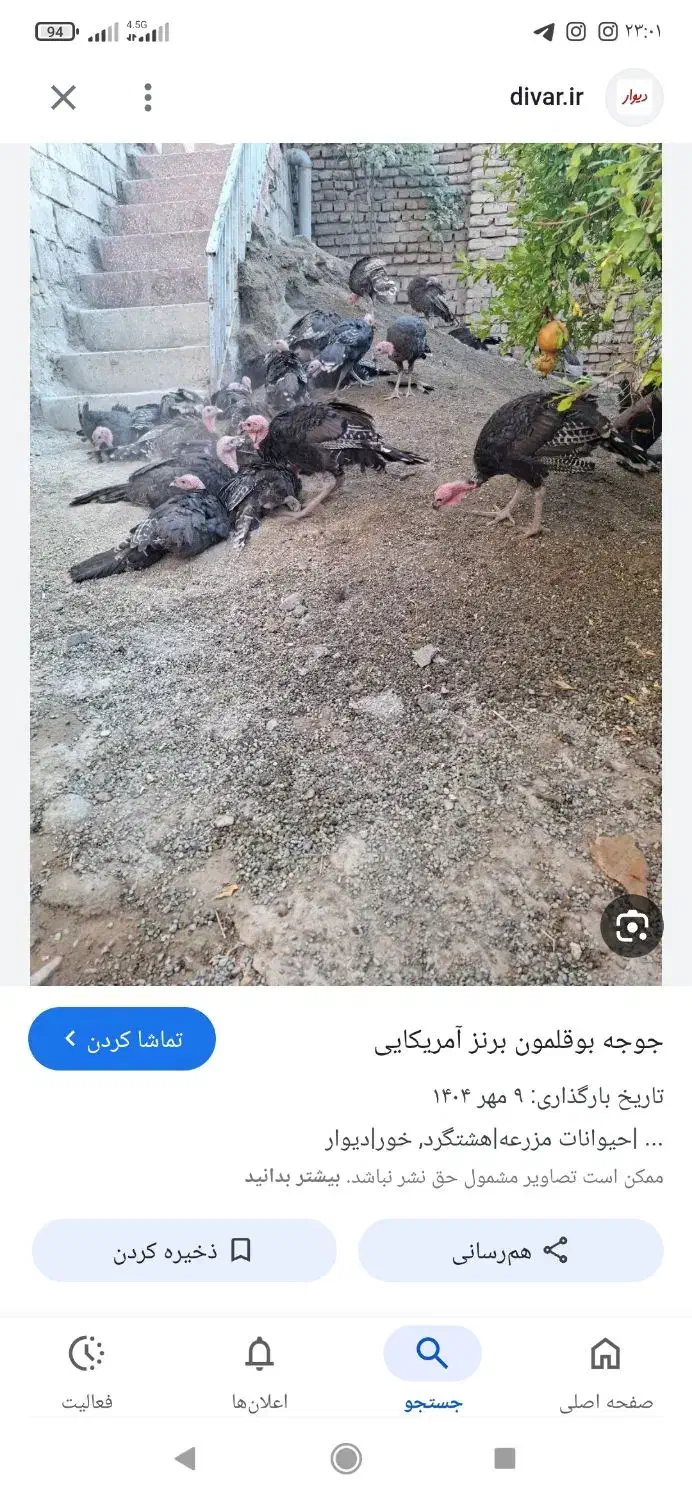 بوقلمون برنز ۸ ماهه|حیوانات مزرعه|گیان, |دیوار