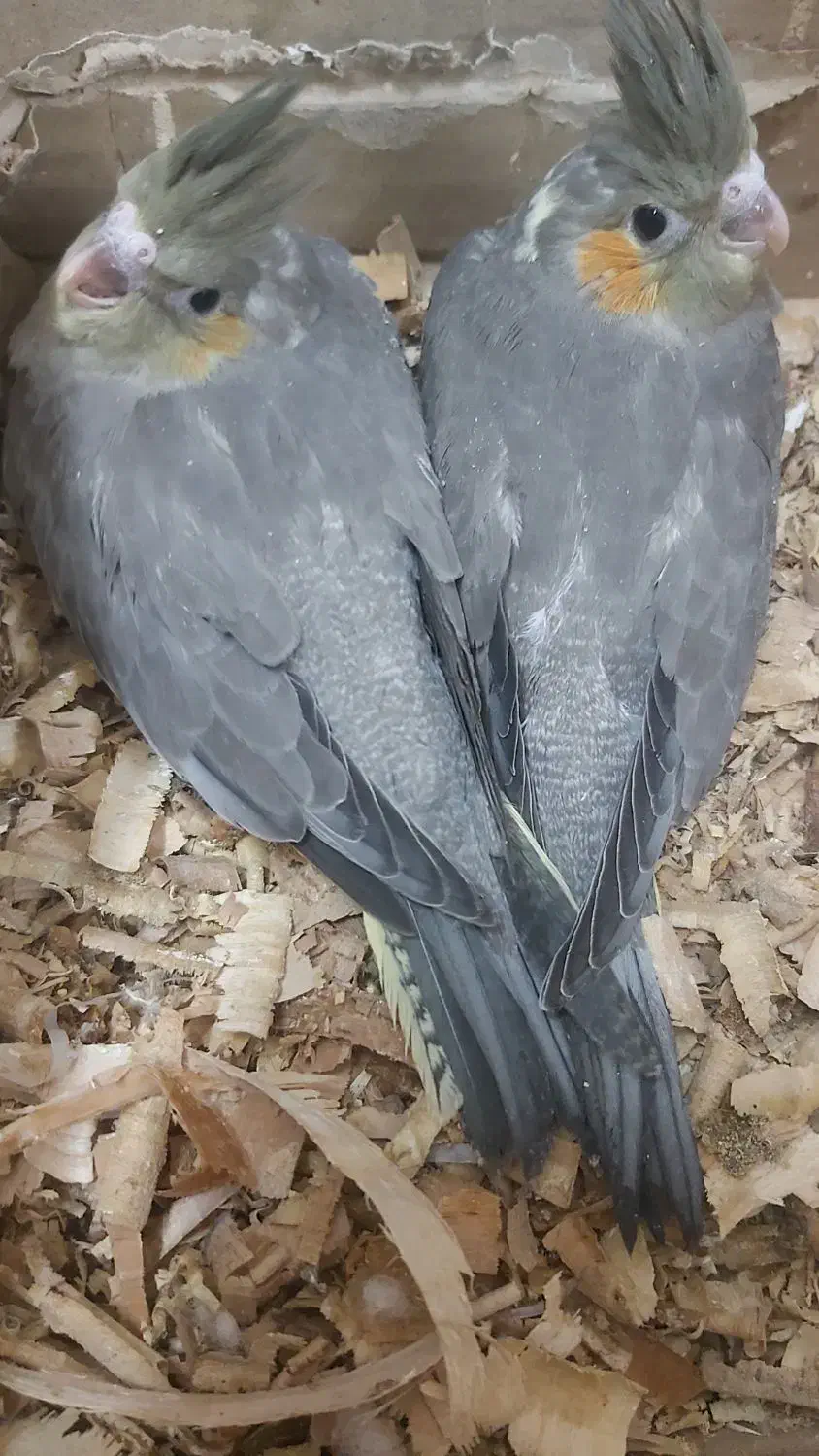 عروس هلندی سرلاکی|پرنده|اردبیل, |دیوار